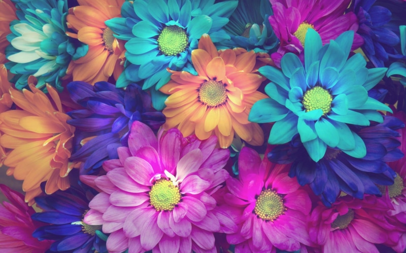 summer, inflorescence, plant, vibrant Color, no people, leaf, freshness, springtime, multi Colored, flowers, petals, fragility, single Flower, green Color