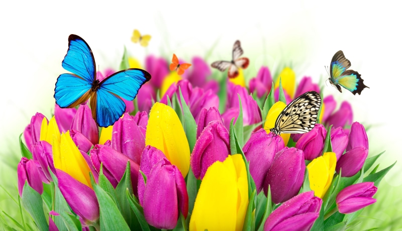 butterfly - Insect, yellow, flower Head, no people, bright, fragility, colors, pink Color, animal Wing, white, springtime, close-up, invertebrate, vibrant Color
