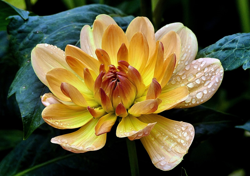 2K, petal, in bloom, Public Domain, gardens, petaled, Bridge camera, flowers, yellow, close-up, nature, Lumix Fz1000, flower Head, CC0, Dahlia, Dedication