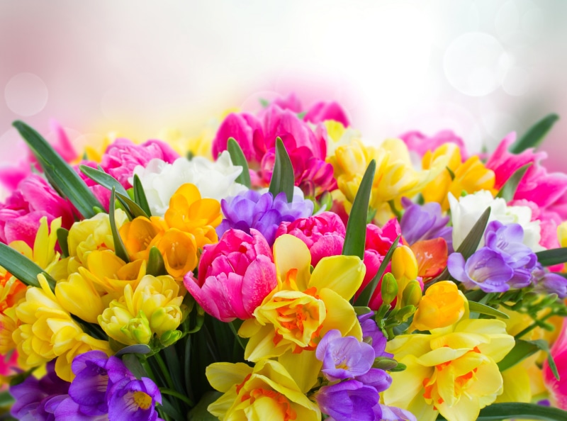Easter, Colorful, day, fragility, Tulips, flower arrangement, Holidays, inflorescence, close-up, Daffodils, springtime, vulnerability, Vivid, Blossom, plant