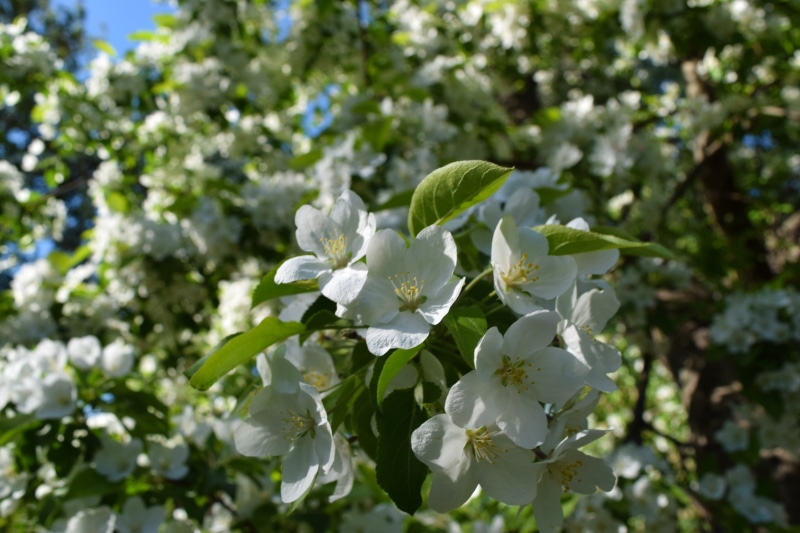 plant, flower head, leaf, no people, beauty in nature, focus on foreground, vulnerability, flowers, springtime, outdoors, tree, spring, white color, 5K