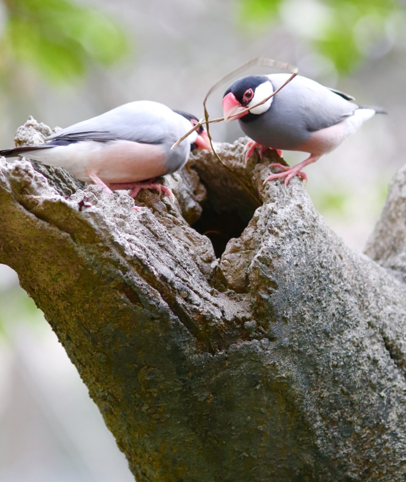 hong kong island, focus on foreground, nature, tree trunk, day, group of animals, branch, trunk, animal, vertebrate, perching, bird, two animals, no people
