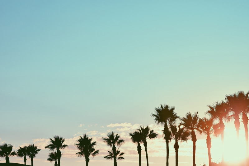 idyllic, palm tree, california, united states, palm trees, plant, tranquil scene, beach, coconut palm tree, 5K, nature, beauty in nature, no people, sunsets