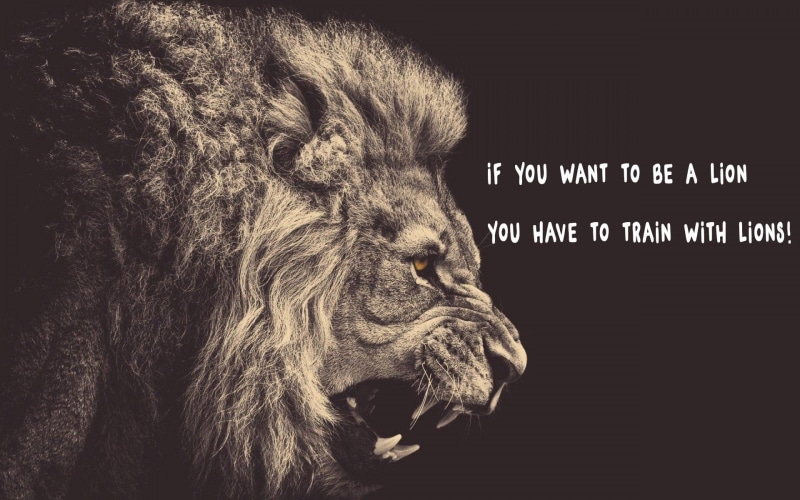 quote, 1080P, lion