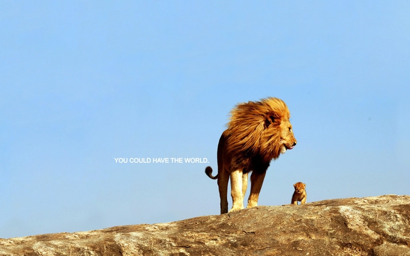 lion, bird, one animal, quote, solid, clear sky, day, rock, nature, copy space, rock - object, animal, animals in the wild, animal themes, vertebrate, sky