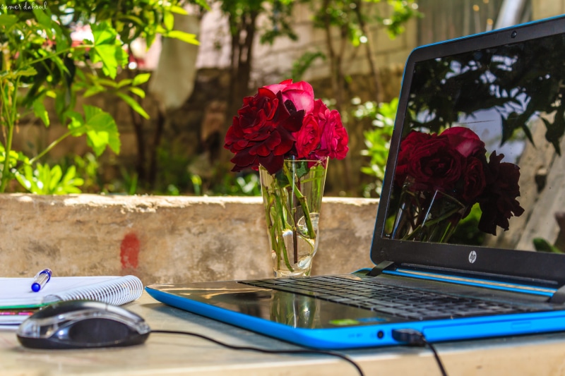 growth, computer, nature, plants, corded, electronics, reflection, 5K, mouse, connection, red roses, garden, vulnerability, close-up, hp, morning, technology