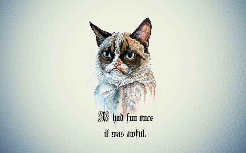 text, Grumpy Cat, portrait, contemplation, looking at camera, no people, vertebrate, domestic, pets, cat, indoors, domestic cat, overlay, white, animals