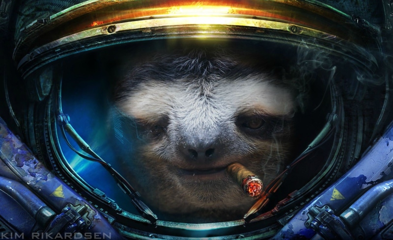 animal head, illustration, domestic animals, no people, one animal, StarCraft, humor, mammal, pets, front view, sloths, animal, Starcraft II, looking at camera