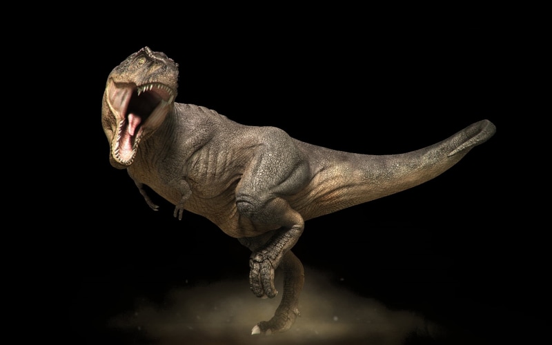 tyrannosaurus, close-up, animals in the wild, animal head, science, dinosaur, animal, isolated, side view, animal themes, rex, reptile, animal mouth, extinct