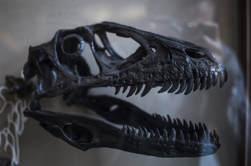 skeleton, t-rex, animal themes, museum, still life, animal skull, 5K, metal, indoors, one animal, animal body part, prehistoric, day, fossil, animal, close-up