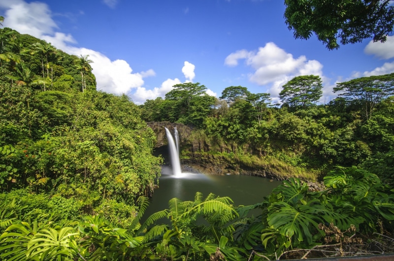 white, image, jungle, rainbow, forest, green, tropical, brown, 2K, waterfall, Rainbow Falls, falls, Hawaii, Hilo