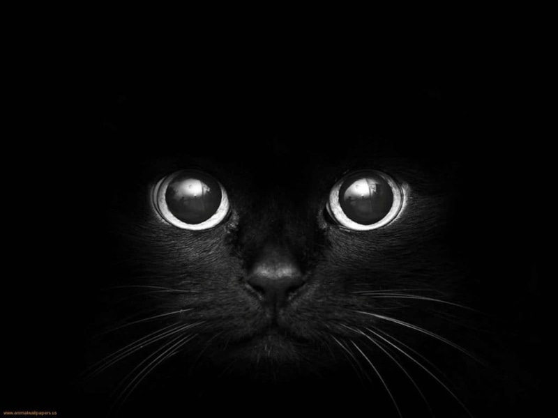 eye, portrait, front view, one animal, animals, monochrome, animal themes, animal body part, studio shot, looking at camera, 480P, ominous, black background