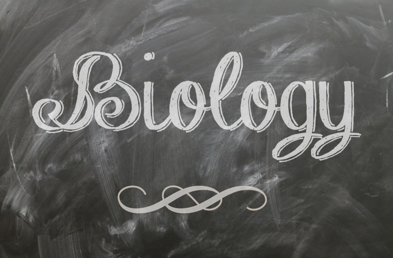 Calligraphy, information, Biology, no people, positive emotion, chalk - art equipment, Artistic, message, creativity, close-up, academic, School, subject