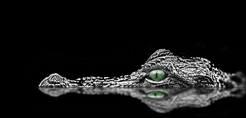 macro shot, animal, alligator, shot, head, photography, eyes, blackboard, Water, outdoor, reptile, lake, 4K, macro