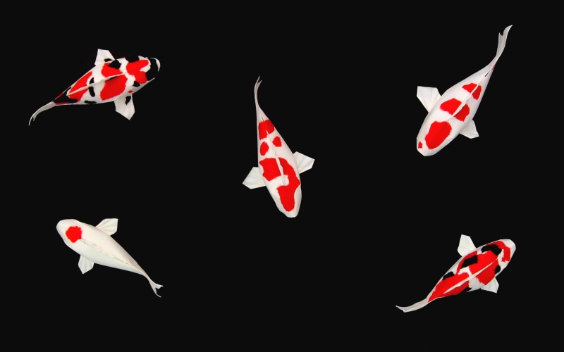 2K, koi, fishes