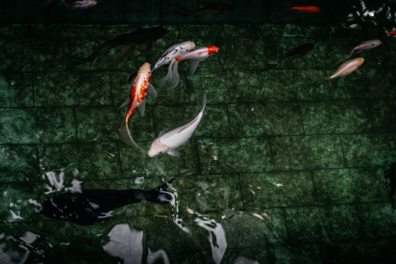 motion, animal themes, koi, vertebrate, fish, fishes, orange, invertebrate, nature, Koi Fish, water, 5K, group of animals, white, swimming, animal wildlife