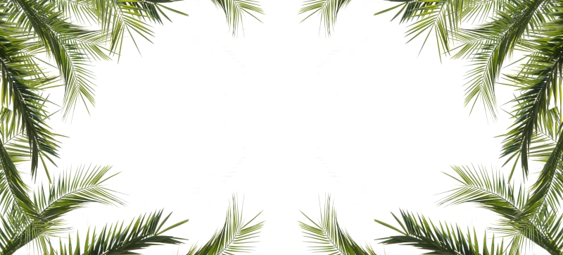 sky, 8K, season, no people, low angle view, green color, tranquility, palm tree, clear sky, color, summer, card, palm leaf, palm leaves, decor, natural
