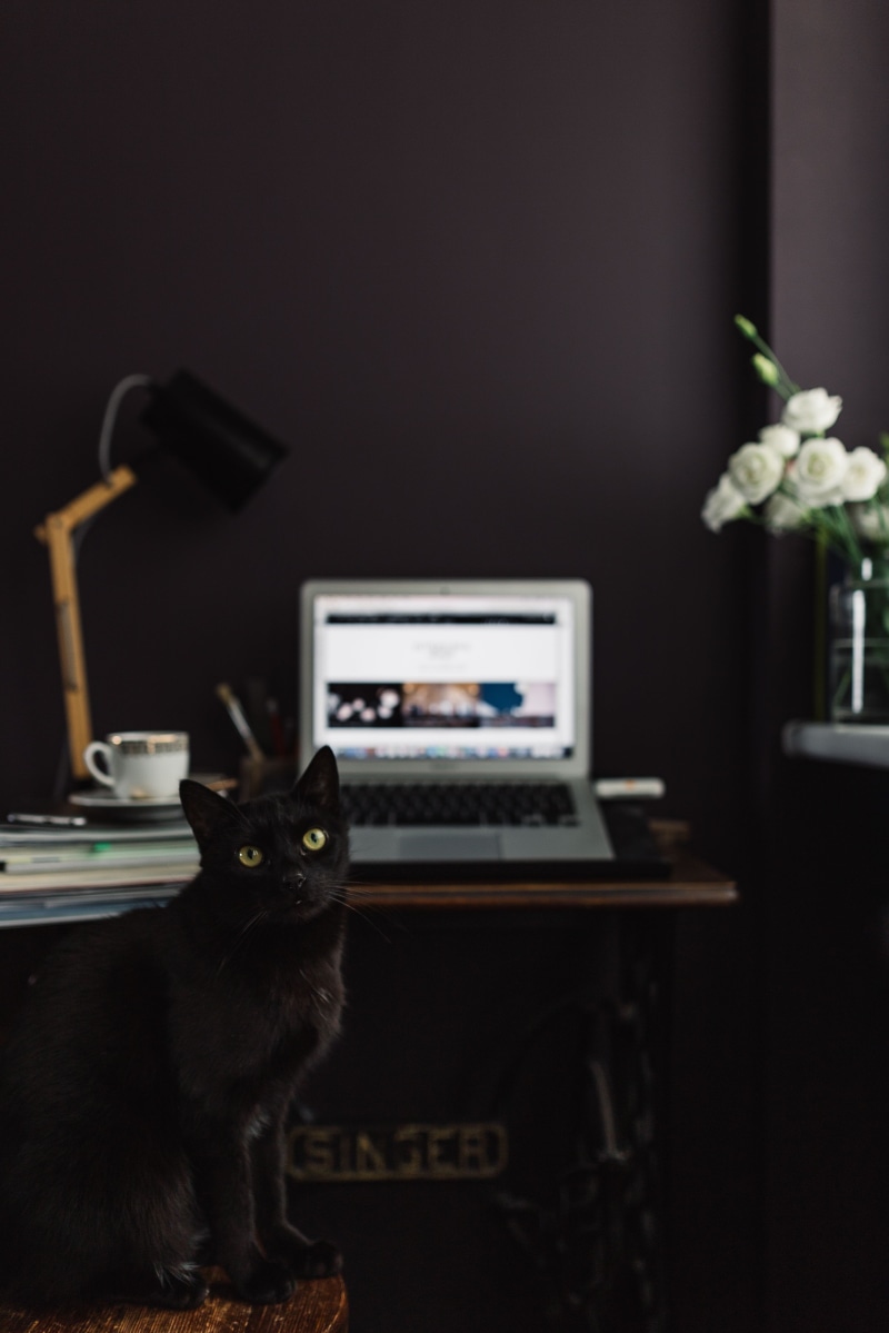 dark walls, 5K, no People, Contemporary, business, cat, home, office, idea, macbook, domestic Cat, home interior, Apple, computer Keyboard, domestic, computer