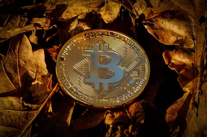 plant part, communication, change, leaf, directly above, outdoors, shape, leaves, currency, finance, close-up, number, autumn, high angle view, design