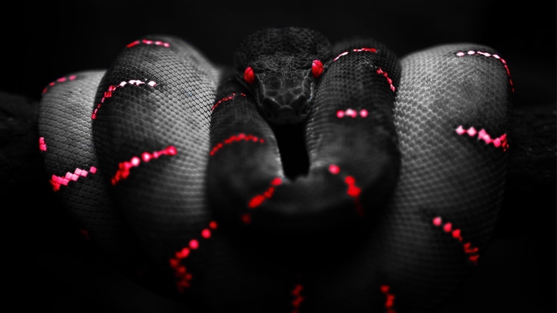 textile, garment, fashion, red, studio shot, animals, black background, reptiles, python, embroidery, black, black color, selective focus, indoors, clothing