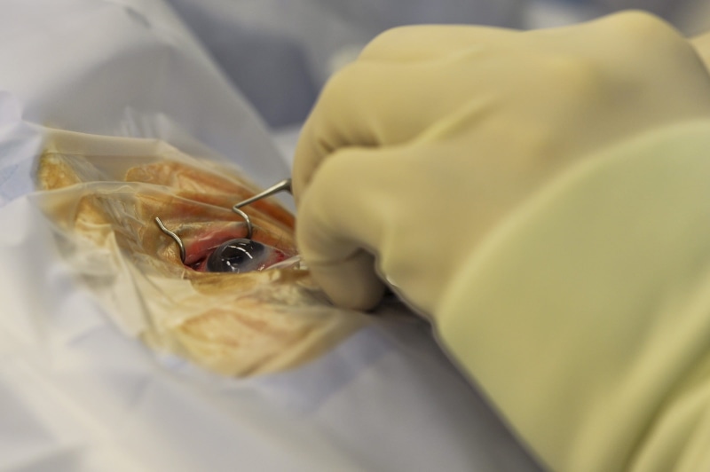 cloth, holding, one person, equipment, animal themes, medicine And Science, operating, expertise, medicine, Operation, health, Surgery, occupation, human