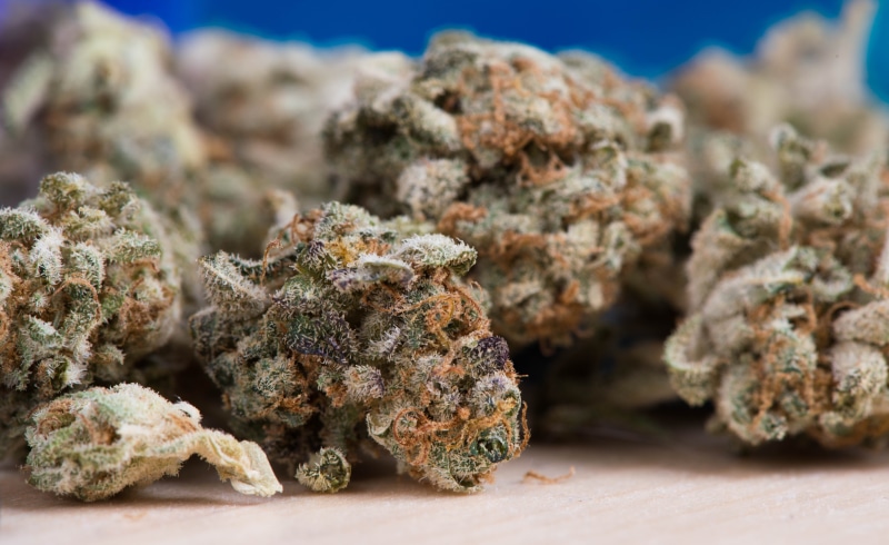 natural, day, animal wildlife, 5K, green, medical cannabis, dope, alternative, no people, symbol, cannabis, sea life, hemp, marihuana, ganja, illegal