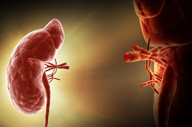 2K, human, organ of the human body, Kidney