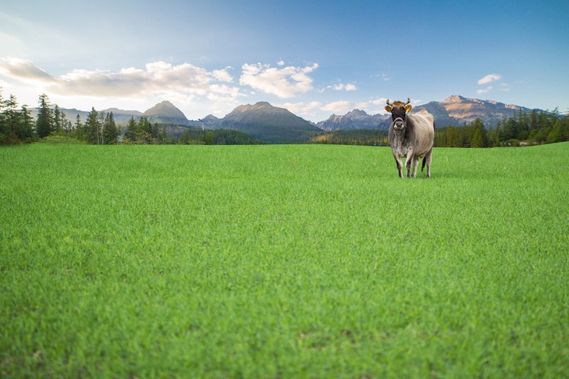 scenics, room for text, domestic animals, range, plant, milk, grazing, one animal, summer, animal themes, scenics - nature, bio, mountain, no people, meadow
