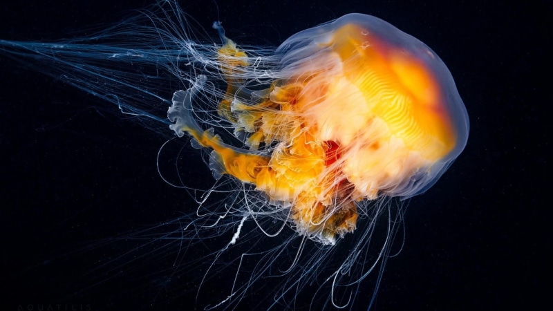 motion, 1080P, organism, invertebrate, swimming, water, no people, sea, floating on water, black background, macro photography, undersea, underwater, animals in the wild