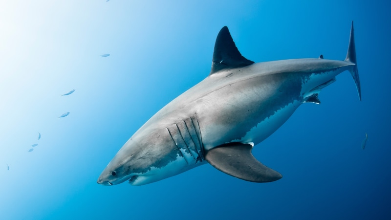 water, marine biology, great white shark, shark, underwater, marine mammal, wildlife, 4K, ocean