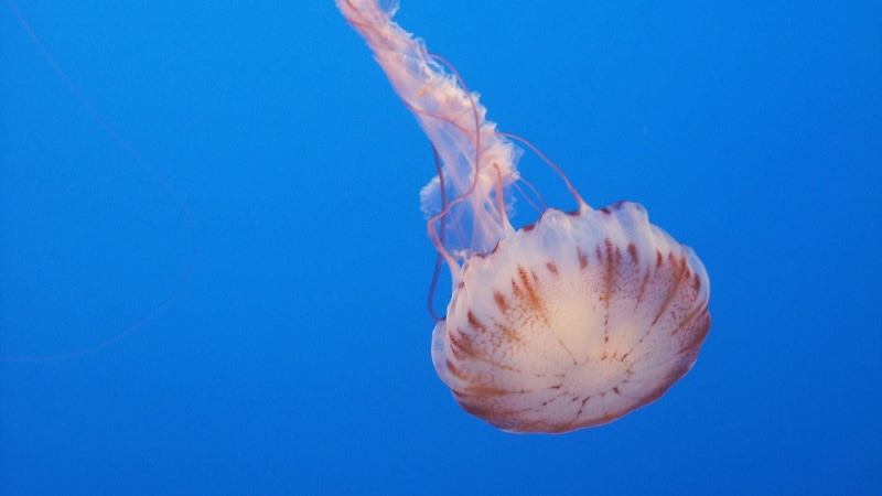 marine, swimming, blue background, no people, invertebrate, sea life, jellyfish, marine biology, one animal, underwater, outdoors, floating on water, animal themes