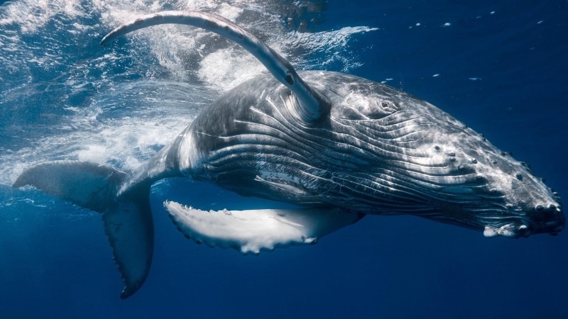 stenella, animal themes, aquatic mammal, day, fish, ocean, animal wildlife, whale, sea life, blue, sea, outdoors, marine biology, underwater, animal, marine