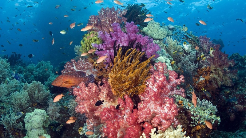 animal themes, stony coral, underwater, sea, animal, undersea, sea life, no people, animals in the wild, nature, water, animal wildlife, marine biology