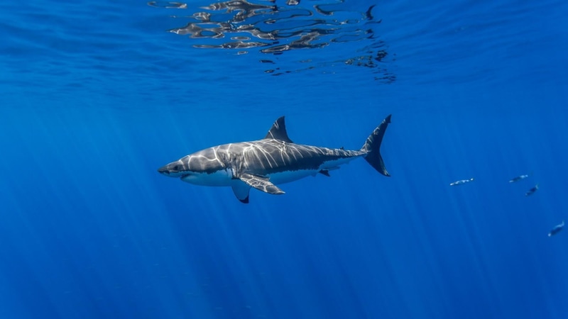 undersea, no people, marine, great white shark, animal wildlife, blue, sea life, 1080P, swimming, marine biology, animals in the wild, nature, shark, underwater