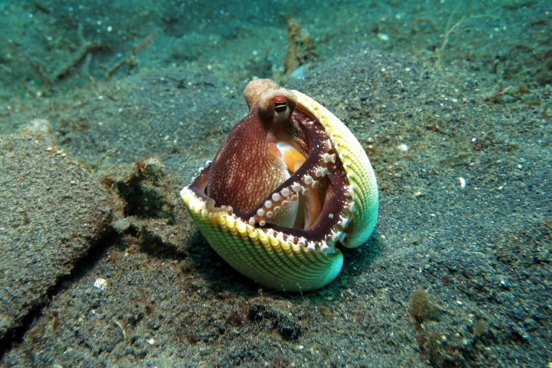 animal wildlife, marine, sea life, hide, reef, mouth open, coral, outdoors, beach, camouflage, clam, animal, behavior, shell, animals in the wild, lembeh