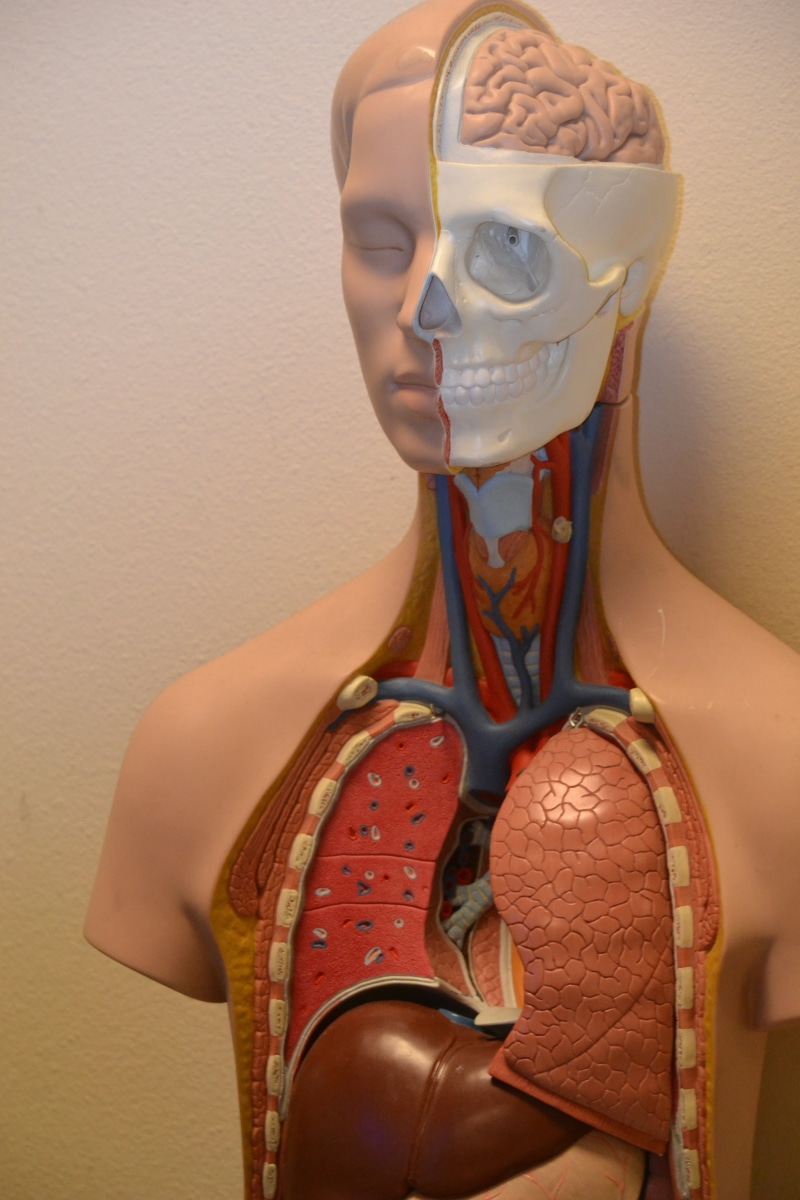close-up, organ, system, science, representation, adult, biology, human, human representation, liver, healthcare and medicine, indoors, mask, front view