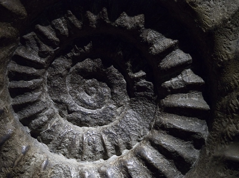 spiral, pattern, ancient civilization, geology, built structure, backgrounds, indoors, black, architecture, history, ammonite, ancient, mineral, mollusc