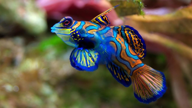 marine biology, colorful fish, 1080P, colorful, fish, pomacentridae, coral reef fish, underwater, macro photography