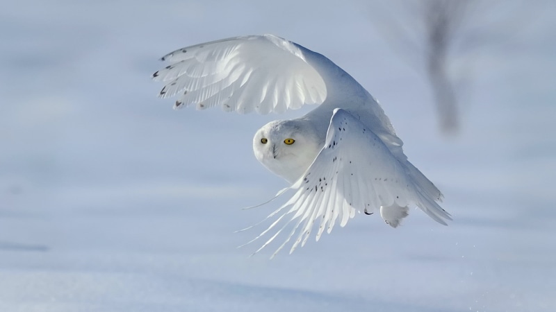 wing, white, 1080P, bird of prey, white color, snow, bird, animal themes, nature, feather, mid-air, focus on foreground, spread wings, snowy owl, day