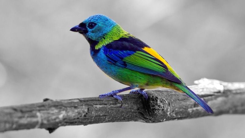 full length, blue, 1080P, one animal, tangara, animal themes, beak, tree, beauty in nature, day, rainbow lorikeet, animals in the wild, animal wildlife