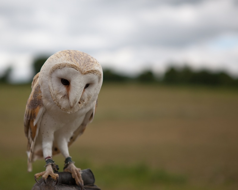 closeup photography, wildlife, 4K, closeup, nature, beak, Barn Owl, owl, tawny  owl, bird, animal, white, photography, brown, bird of Prey, feather, white
