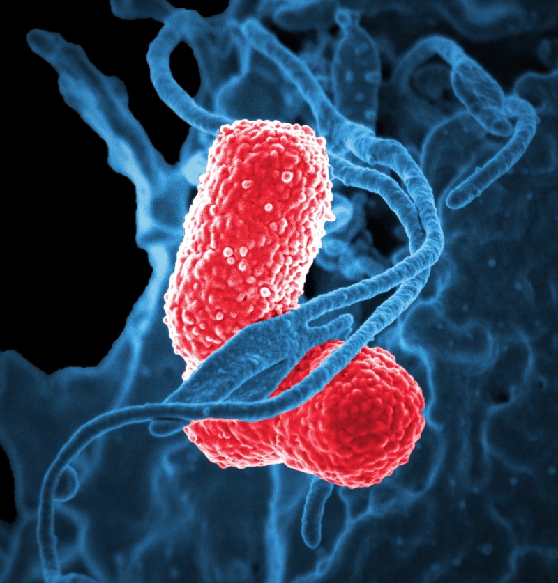2K, disease, indoors, red, cell, berry fruit, dNA, technology, bacterium, magnification, nature, black background, selective focus, water, biology, cancer Cell