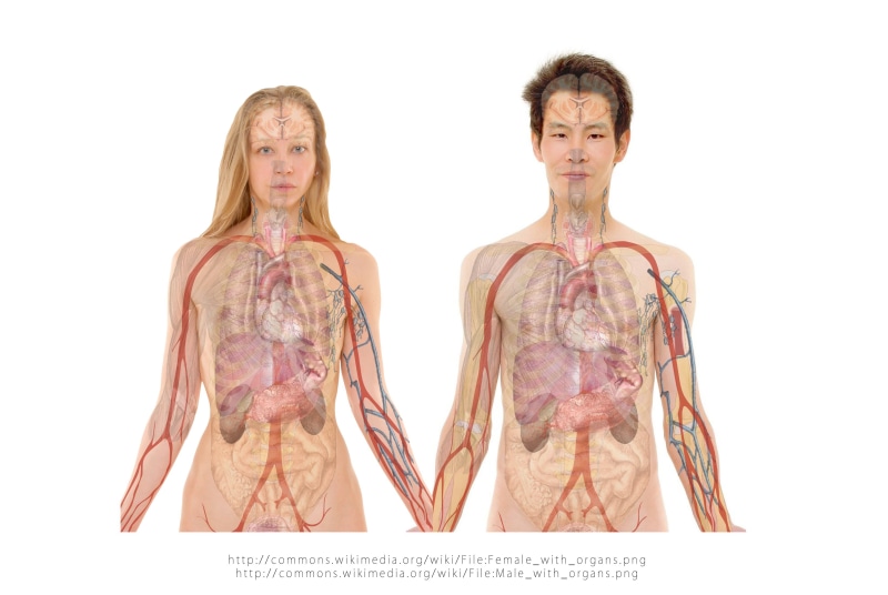 looking at camera, adult, women, figure, bone, heart, studio shot, schema, white background, females, human, stomach, clothing, kidneys, skin, digital composite