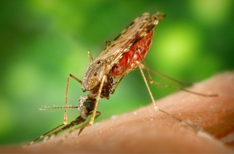 mosquito, human body part, green color, nature, macro, control, medical, epidemic, virus, skin, medicine, animals in the wild, plant part, caution, brown