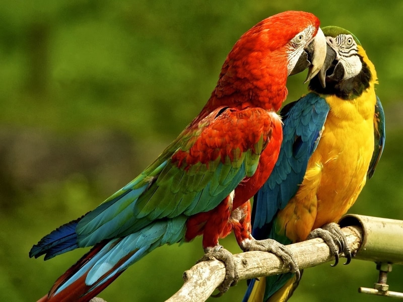 bird, no people, day, tree, macaw, animal themes, 720P, animal, wildlife, animals, group of animals, two animals, animals in the wild, multi colored, close-up