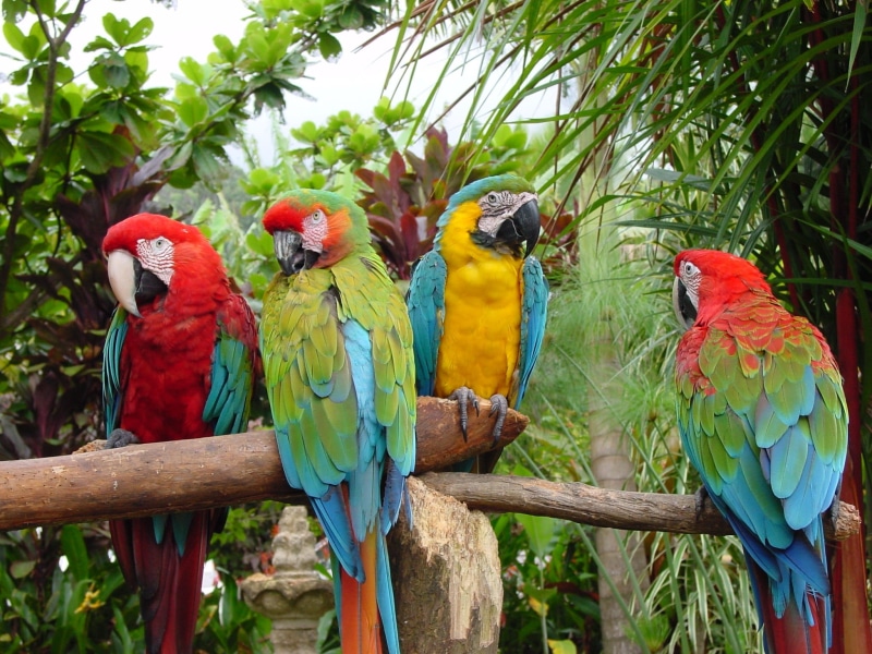 brown, multicolored, birds, branch, wildlife, 1080P, perched, animals in the wild, multi colored, colorful, gold and blue macaw, four, vertebrate, outdoors