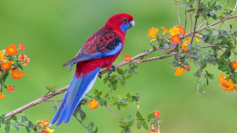 1080P, parrot, branch, macaw, bird, lorikeet, wildlife, colorful, fauna, flowery tree