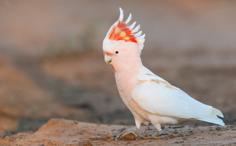 1080P, Parrot, Cockatoo, Birds, Major Mitchells cockatoo, Wildlife, Bird