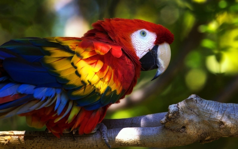 one animal, multi colored, close-up, nature, vertebrate, day, branch, 1080P, animals in the wild, macaws, parrot, colorful, focus on foreground, birds