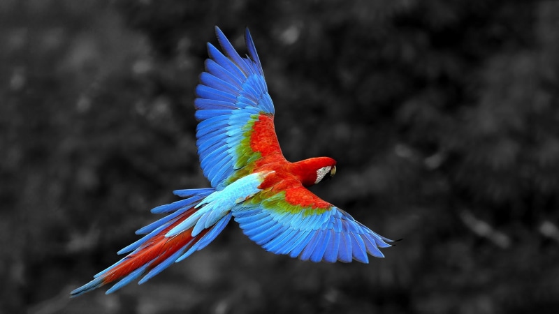 1080P, flying, rainbow, macaw, colors, parrot, hd, bird